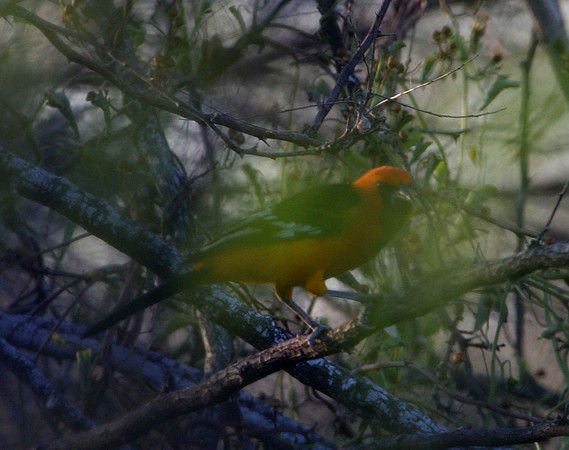 Altimara Oriole Santa Ana National Wildlife Refuge, Texas