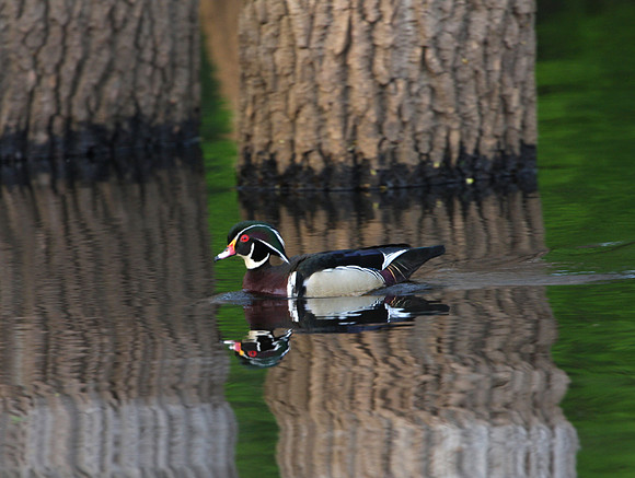 Wood Duck Palos 1