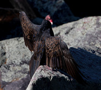 Turkey Vulture