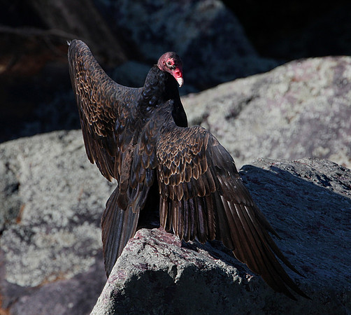 Turkey Vulture