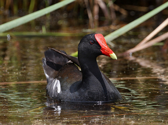 Common Moorhen