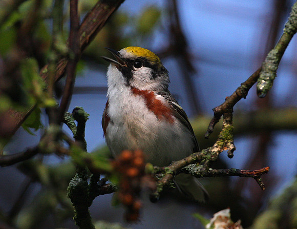 Chestnut-sided Warbler