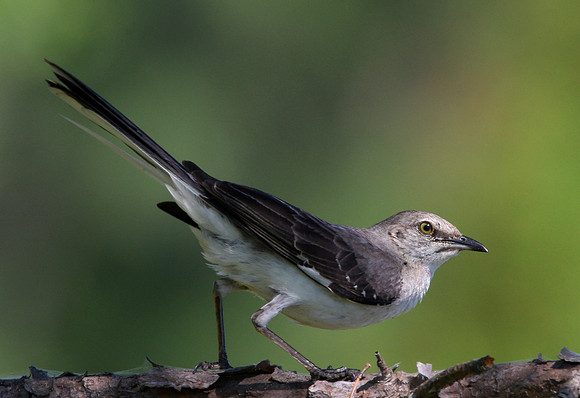 Northern Mockingbird
