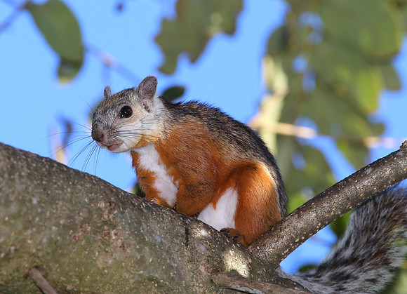 Variegated Squirrel - San Jose, Costa Rica
