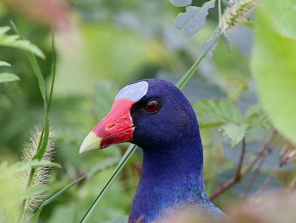 Purple Gallinule - Anahuac NWR, Texas