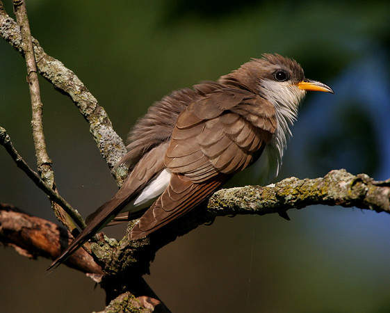 Yellow-billed Cuckoo