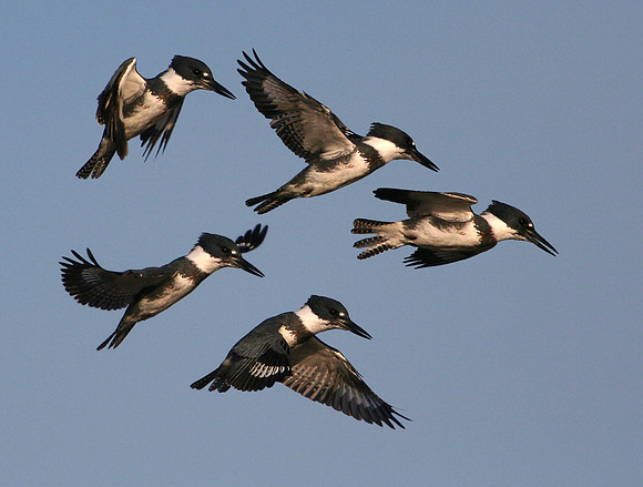 Belted Kingfisher
