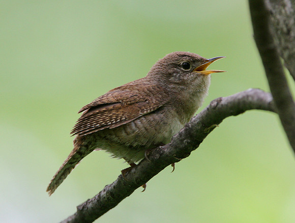 House Wren