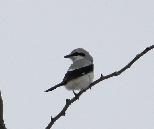 Northern Shrike