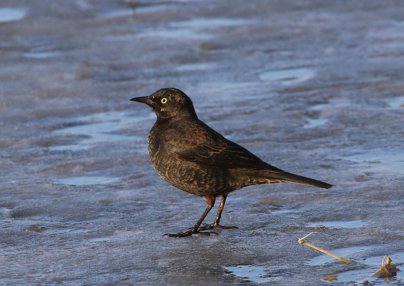 Rusty Blackbird - Lockport Prairie, IL