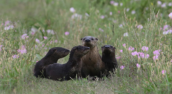 North American River Otters - Anahuac NWR, Texas