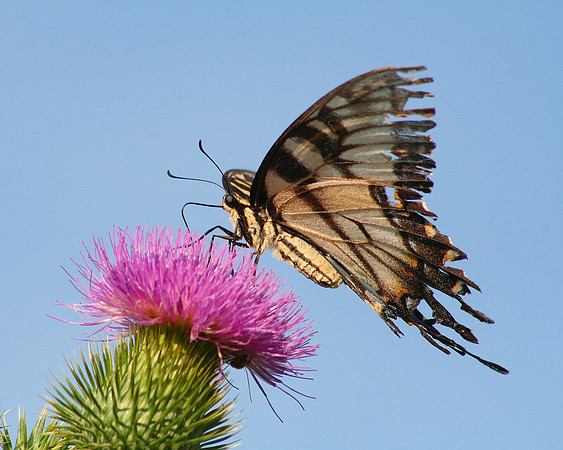 Eastern Tiger Swallowtail