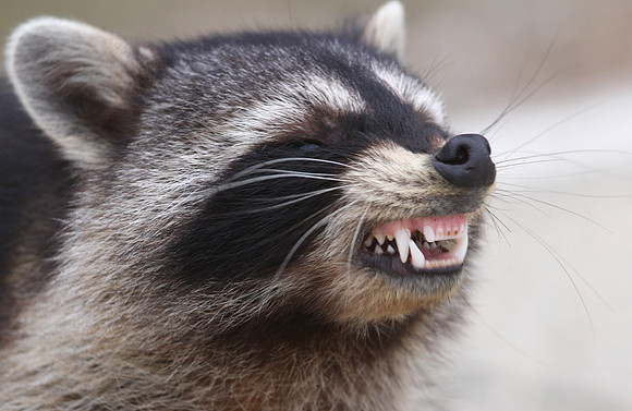 Raccoon - Goose Lake Prairie