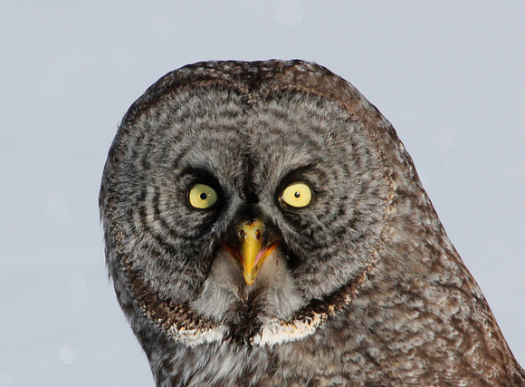 Great Gray Owl