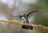 Magnificent Hummingbird - Suria, Costa Rica