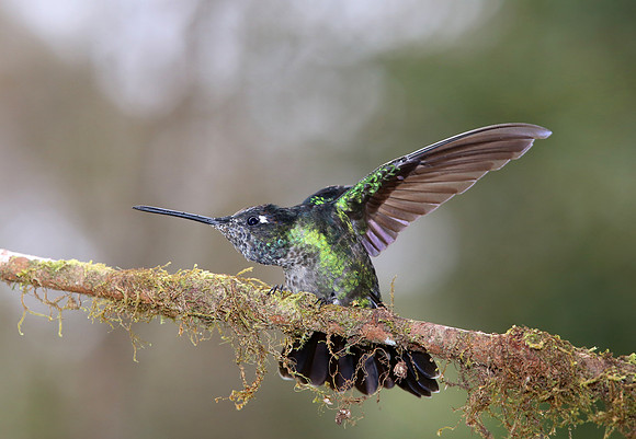 Magnificent Hummingbird - Suria, Costa Rica