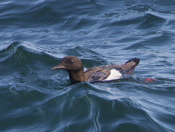 Black Guillemot