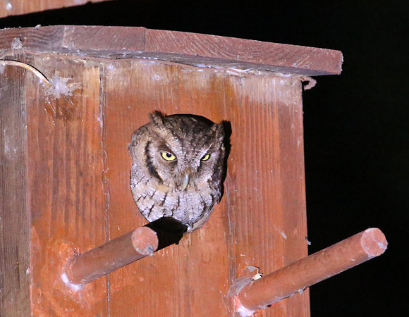 Tropical Screech-Owl - San Jose, Costa Rica