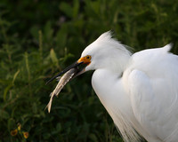 Snowy Egret with prey