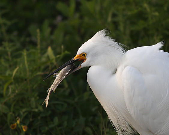Snowy Egret with prey
