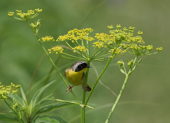 Common Yellowthroat