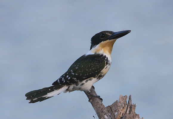 Green Kingfisher