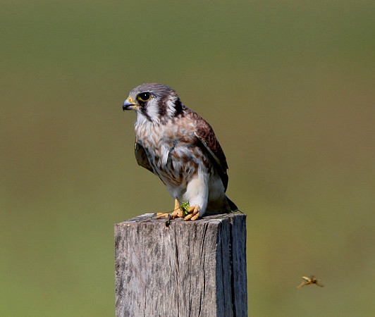 American Kestrel With Prey (Katydid?)