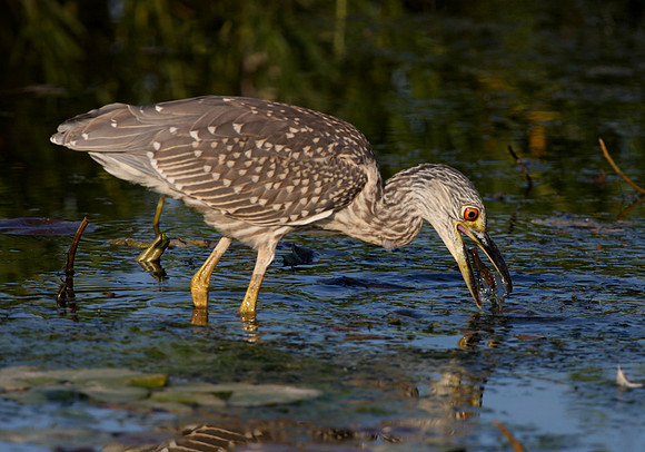 Yellow-crowned Night Heron (Juvenile)