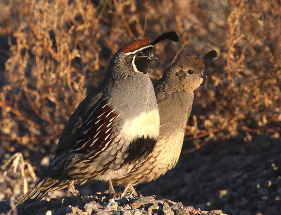Gambel's Quail - Bosque del Apache, New Mexico