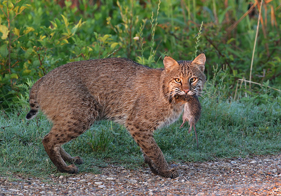 Bobcat with Hispid Cotton Rat - Anahuac NWR, Texas