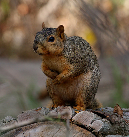 Fox Squirrel