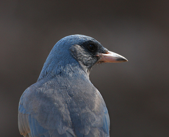 Mexican Jay - Chiricahua National Monument Arizon