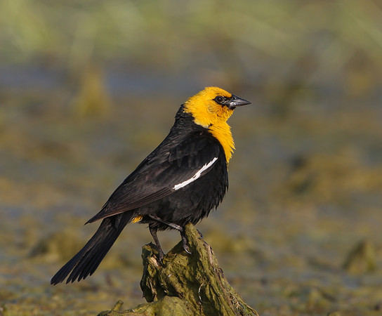 Yellow-headed Blackbird