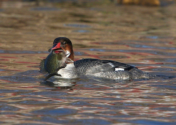 Common Merganser