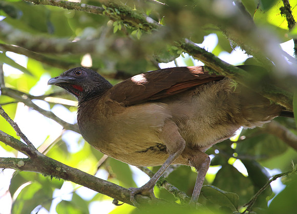 Gray-headed Chachalaca - Selva Verde, Costa Rica