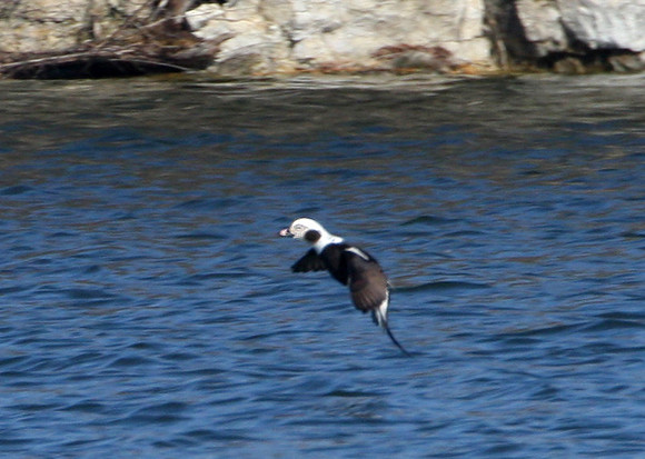Long-tailed Duck
