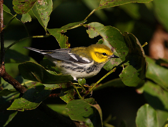 Black-throated Green Warbler