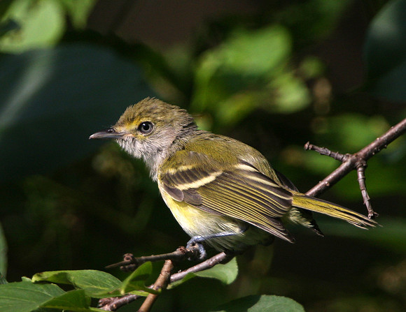 White-eyed Vireo