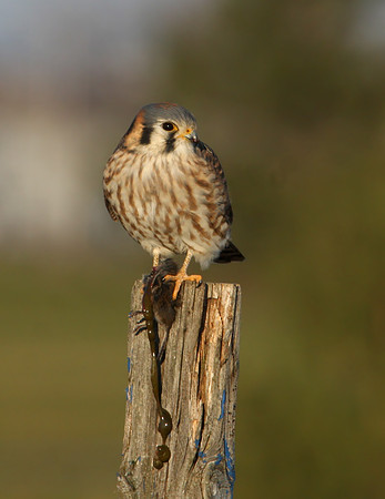 American Kestrel with Prey