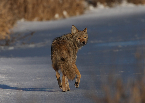 Coyote on Ice - Fermi