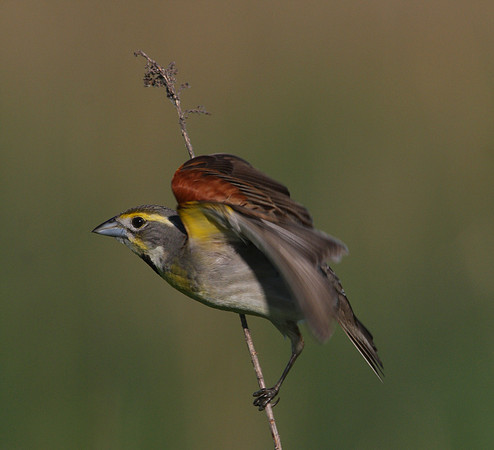 Dickcissel