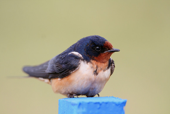 Barn Swallow