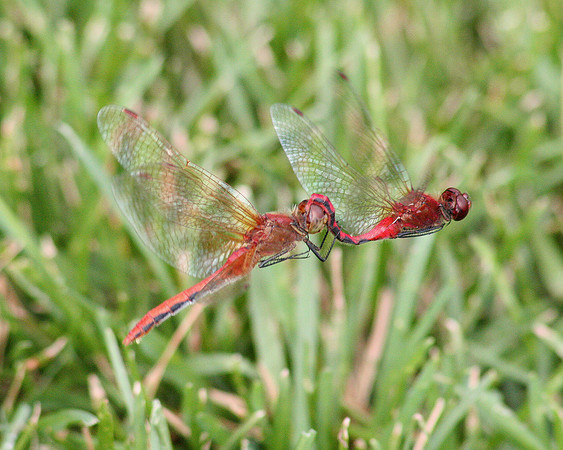 Meadowhawks (Tandem Flight)