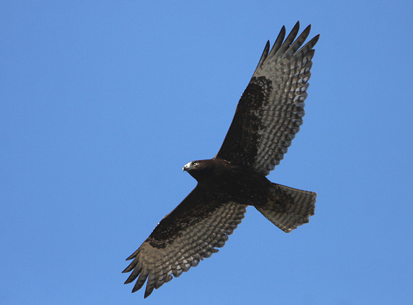 White-tailed Hawk