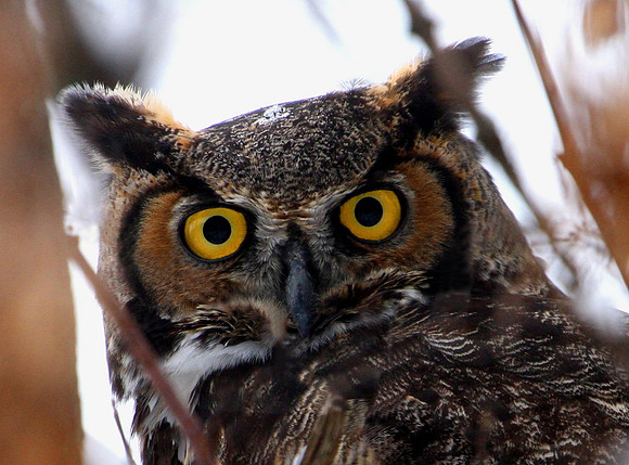Great Horned Owl