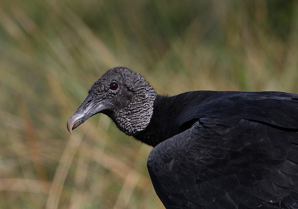 Black Vulture