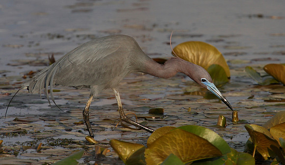 Little Blue Heron - Chicago