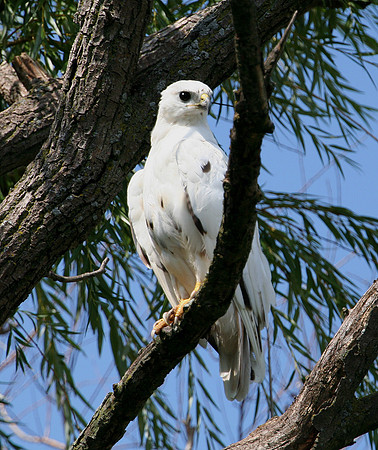 Red-Tailed Hawk (Albino/Leucistic/Piebald)