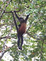 Geoffroy's spider monkey - Laguna Lagarta, Costa Rica