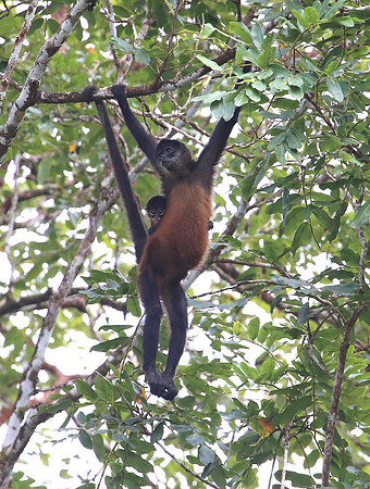 Geoffroy's spider monkey - Laguna Lagarta, Costa Rica
